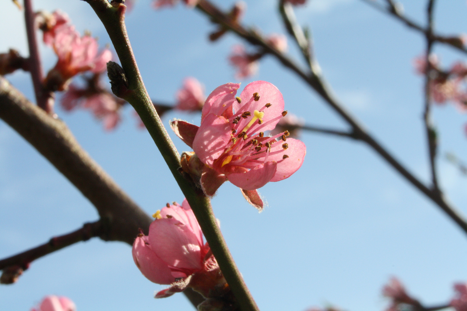 Pfirsichbaumblüte