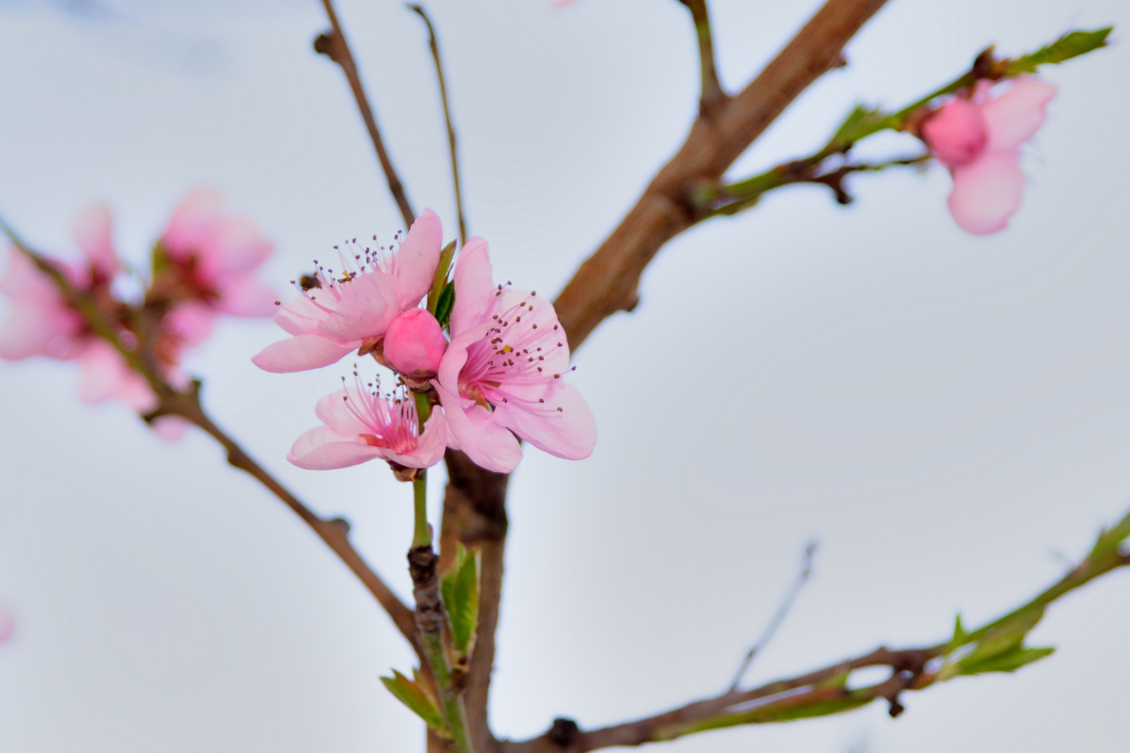 Pfirsichbaumblüten