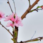 Pfirsichbaumblüten