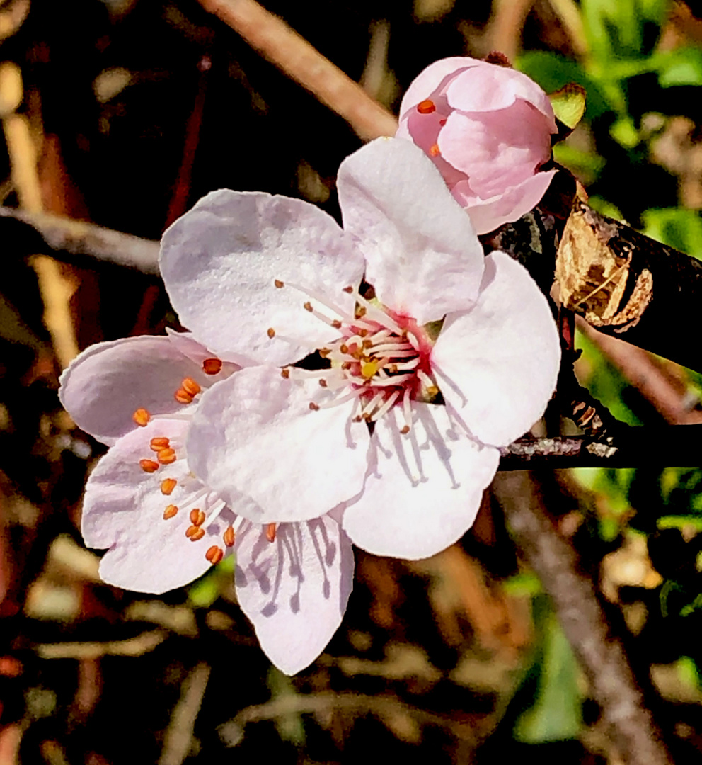 Pfirsichbaumblüten , Rebbergpfirsichbaum.