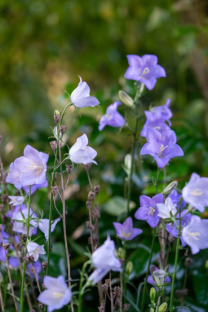  Pfirsichblättrige Glockenblume