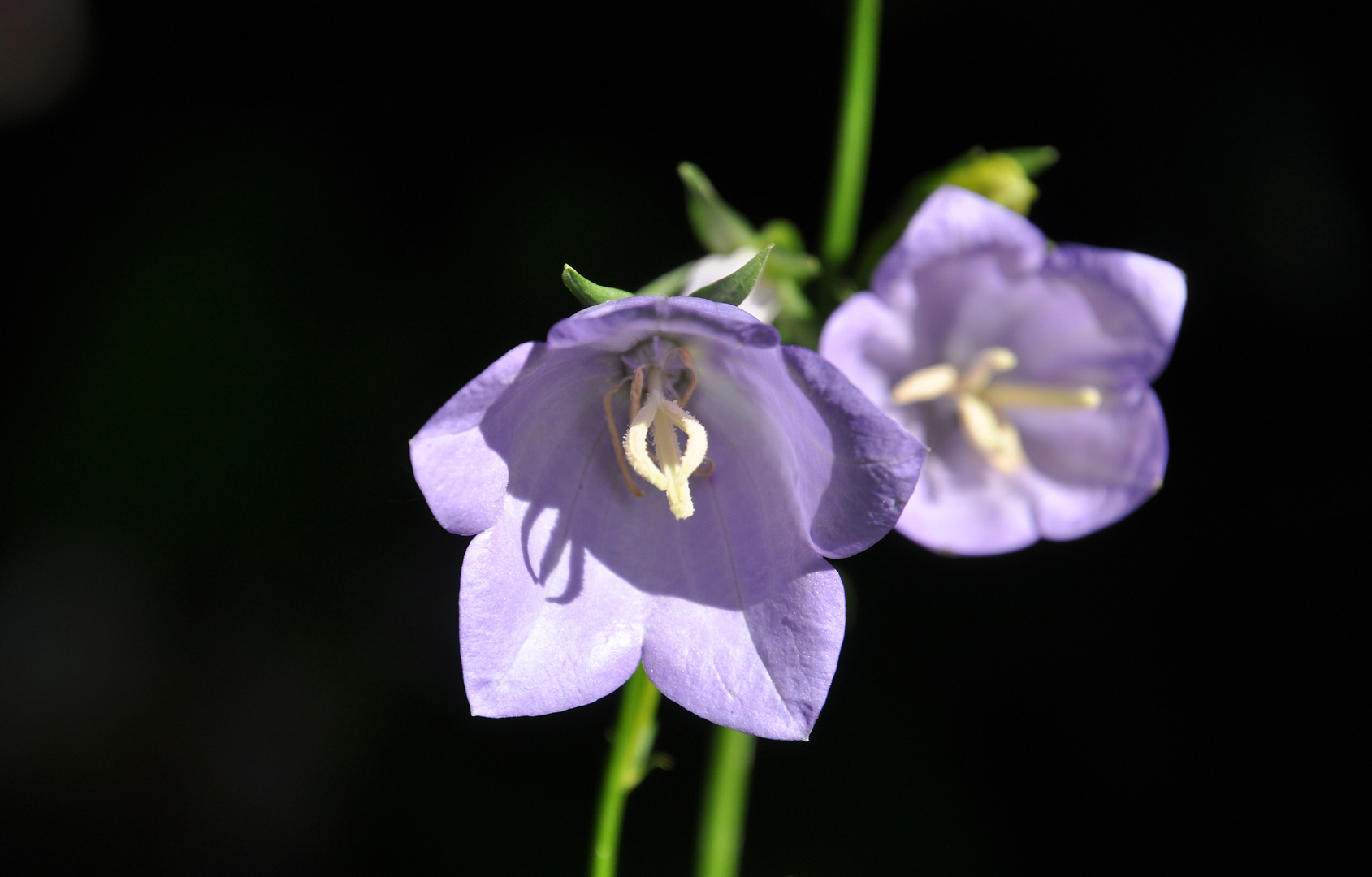 Pfirsichblättrige Glockenblume 