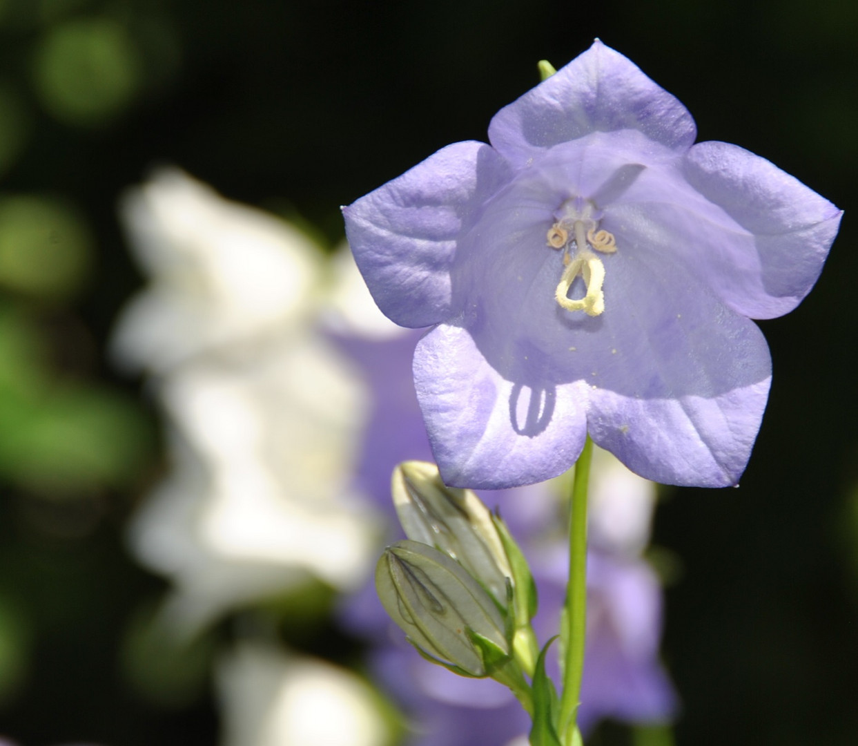 Pfirsichblättrige Glockenblume