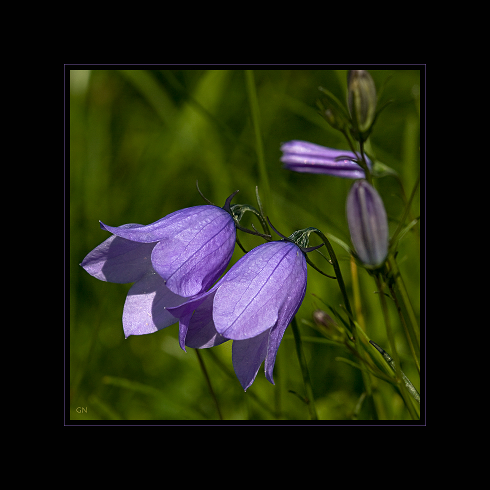 Pfirsichblättrige Glockenblume