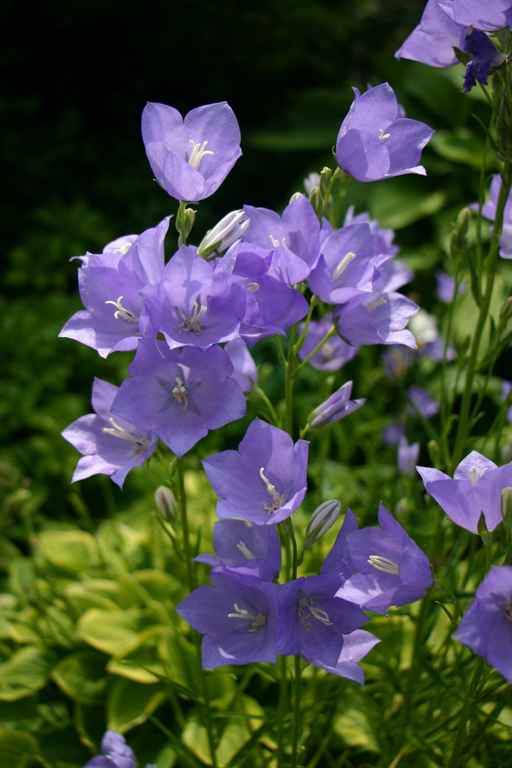 Pfirsichblättrige Glockenblume