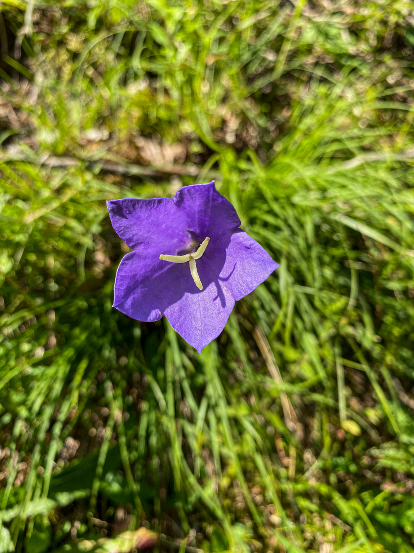 Pfirsichblättrige Glockenblume