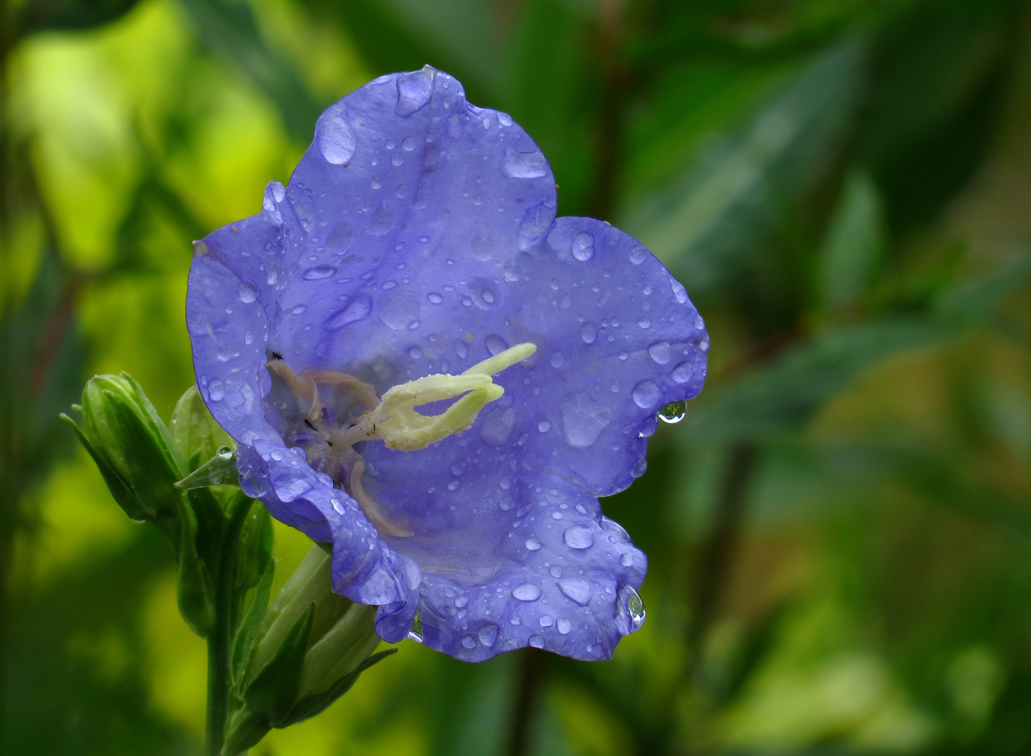 Pfirsichblättrige Glockenblume, Blüte mit Regentropfen