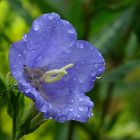 Pfirsichblättrige Glockenblume, Blüte mit Regentropfen