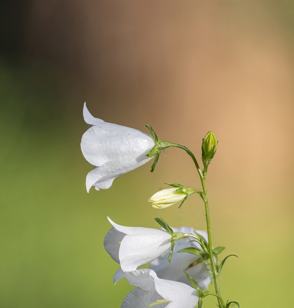 Pfirsichblättrige Glockenblume (Campanula persicifolia)