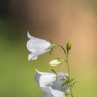 Pfirsichblättrige Glockenblume (Campanula persicifolia)