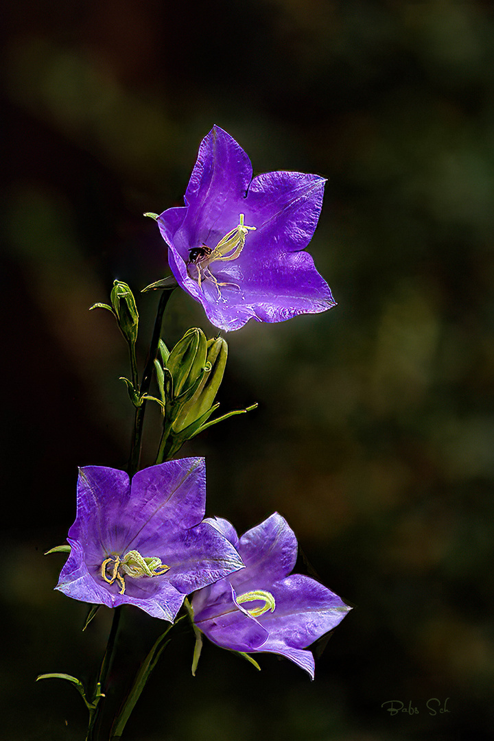 Pfirsichblättrige Glockenblume