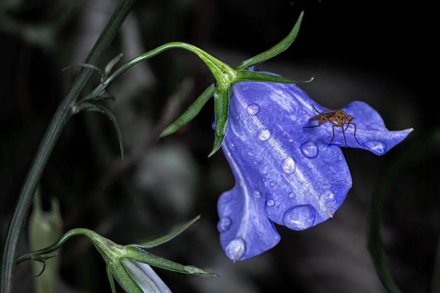 Pfirsichblättrige Glockenblume ...