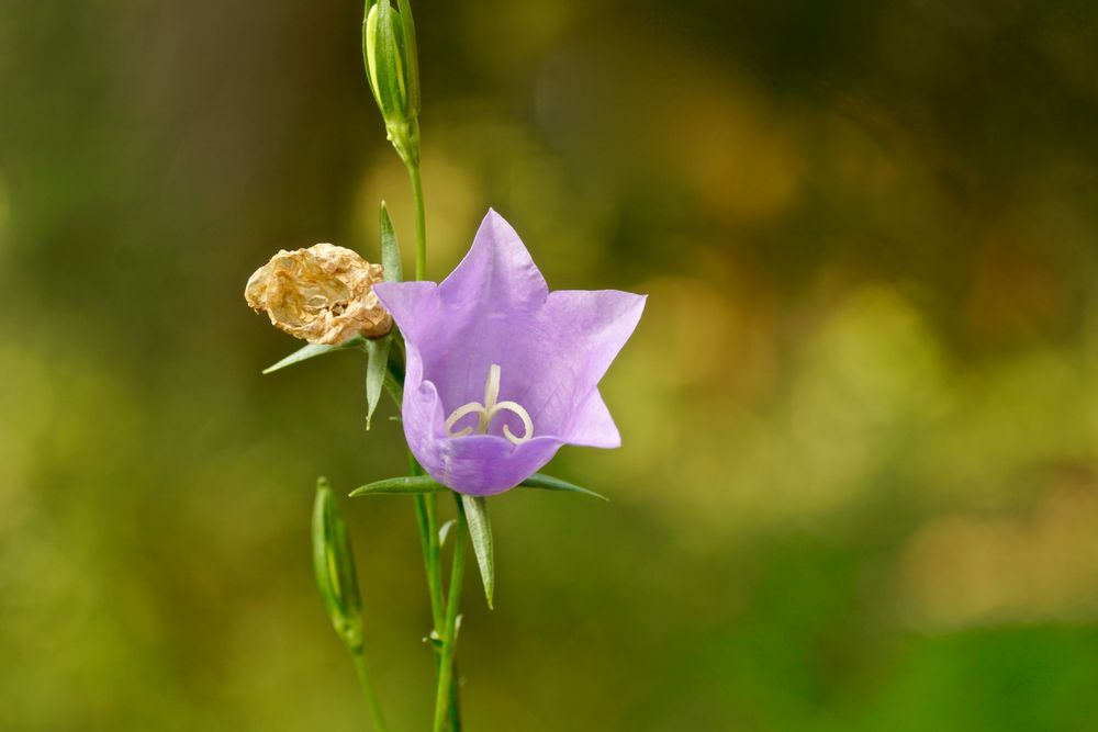 Pfirsichblättrige Glockenblume