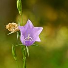 Pfirsichblättrige Glockenblume