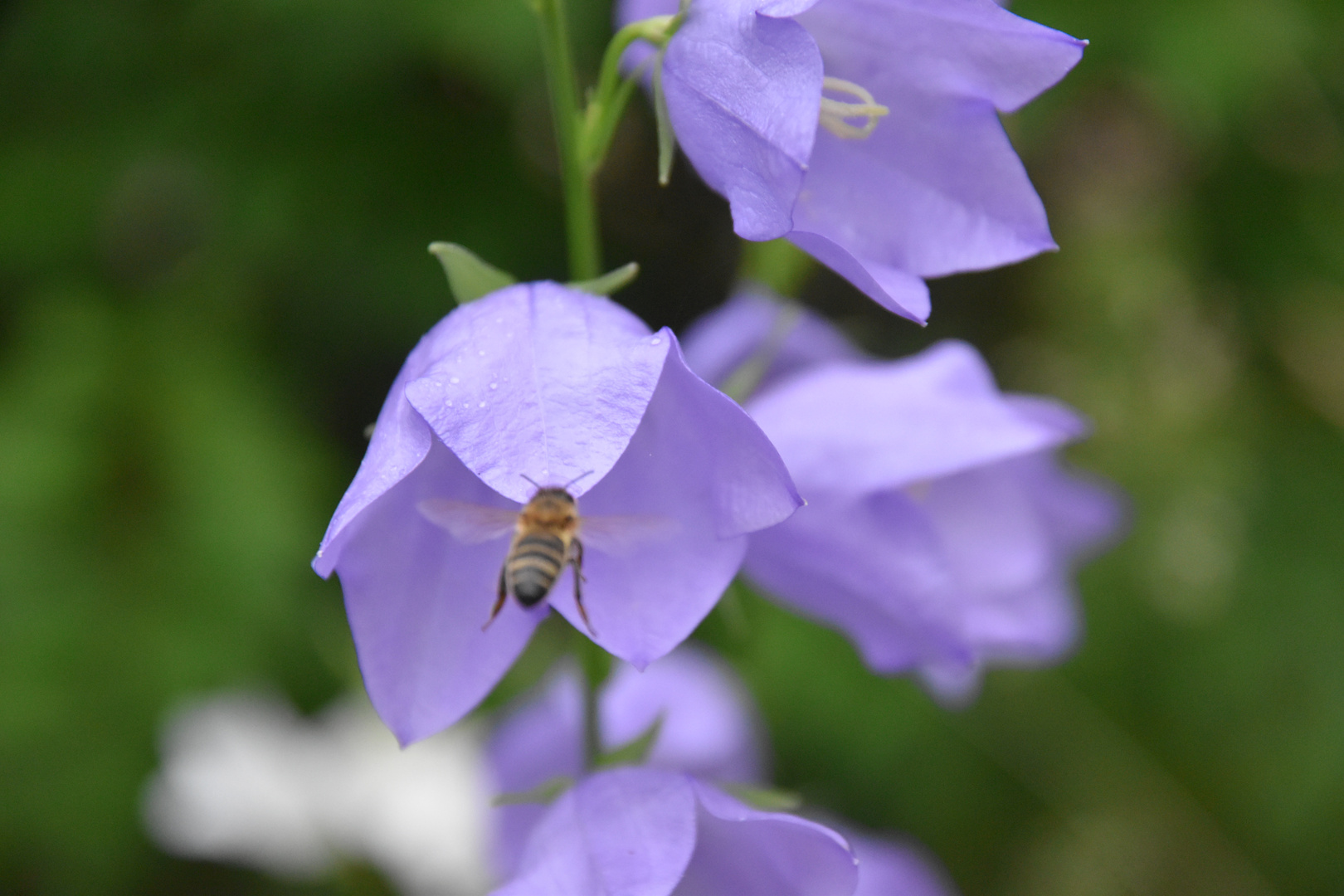 Pfirsichblättrige Glockenblume mit Bewohner