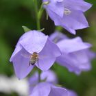 Pfirsichblättrige Glockenblume mit Bewohner