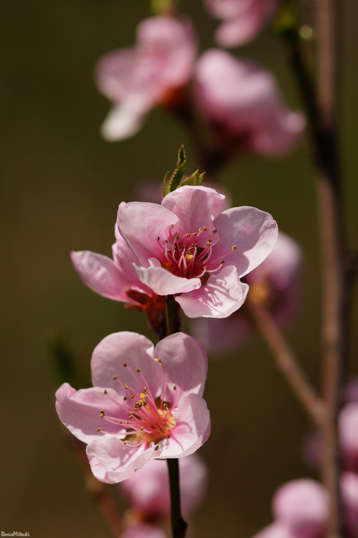 Pfirsichblüte