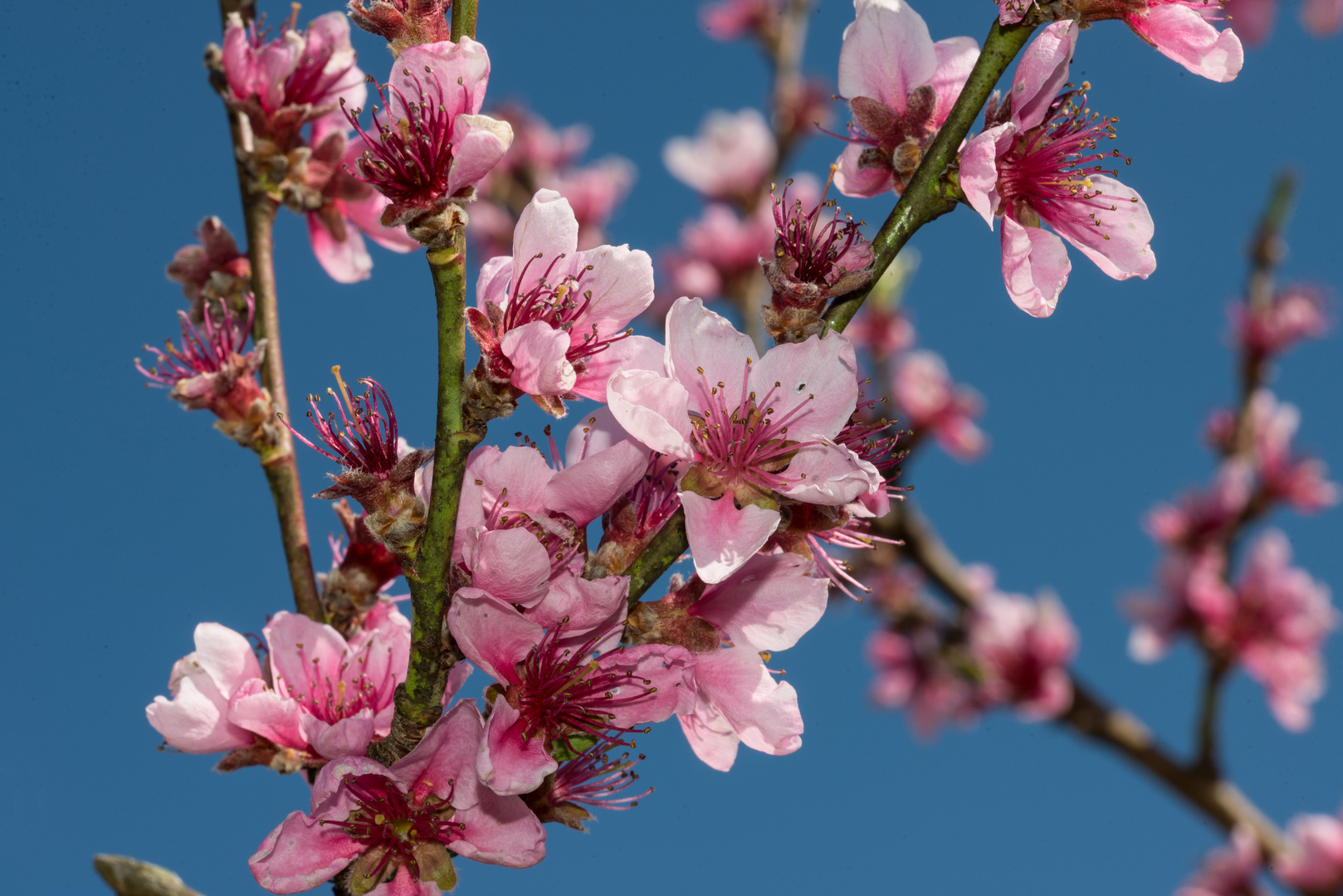 Pfirsichblüte