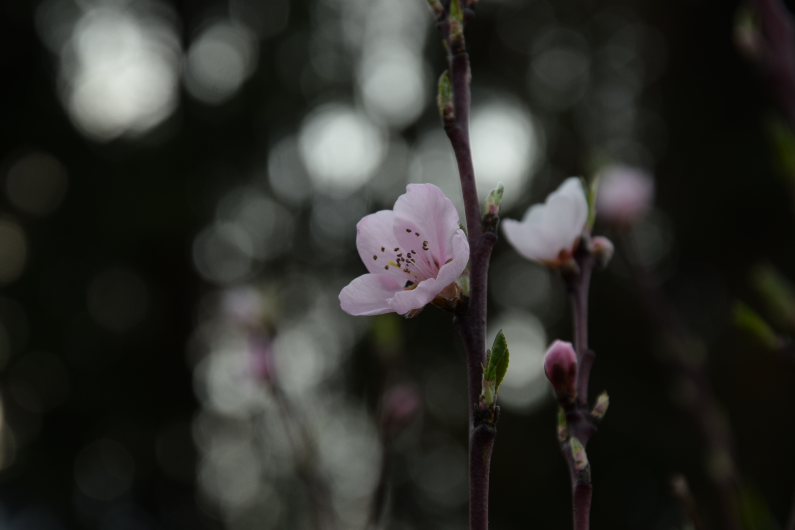 Pfirsichblüte.