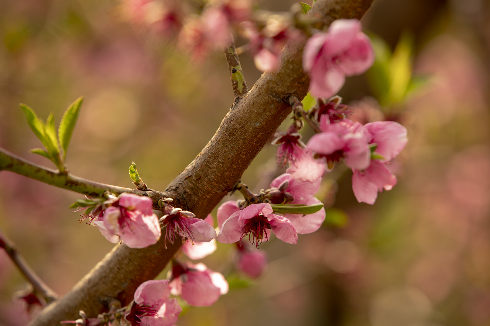 Pfirsichblüte 2