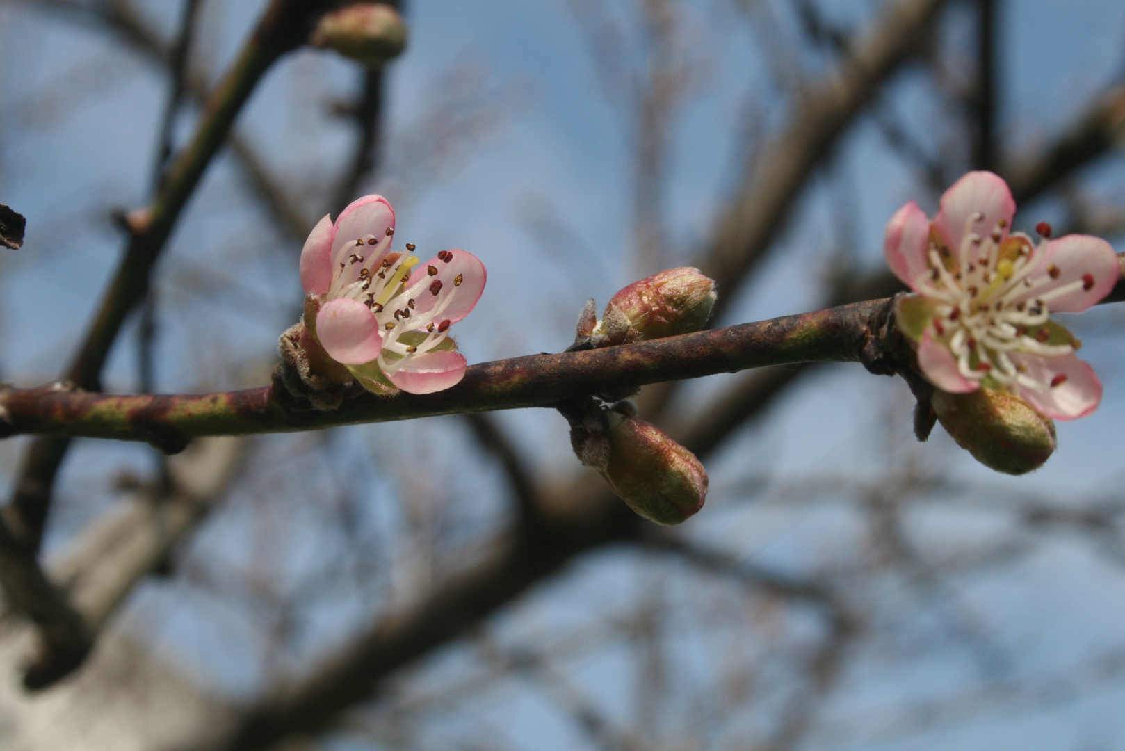 Pfirsichblüte