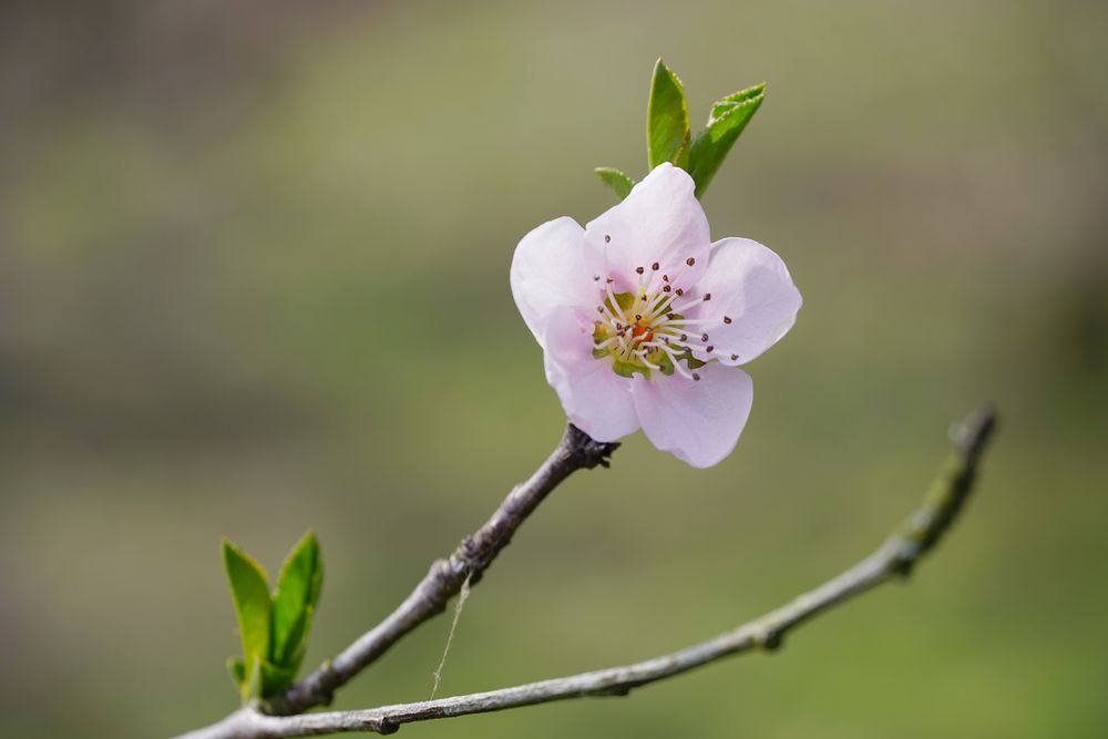 Pfirsichblüte