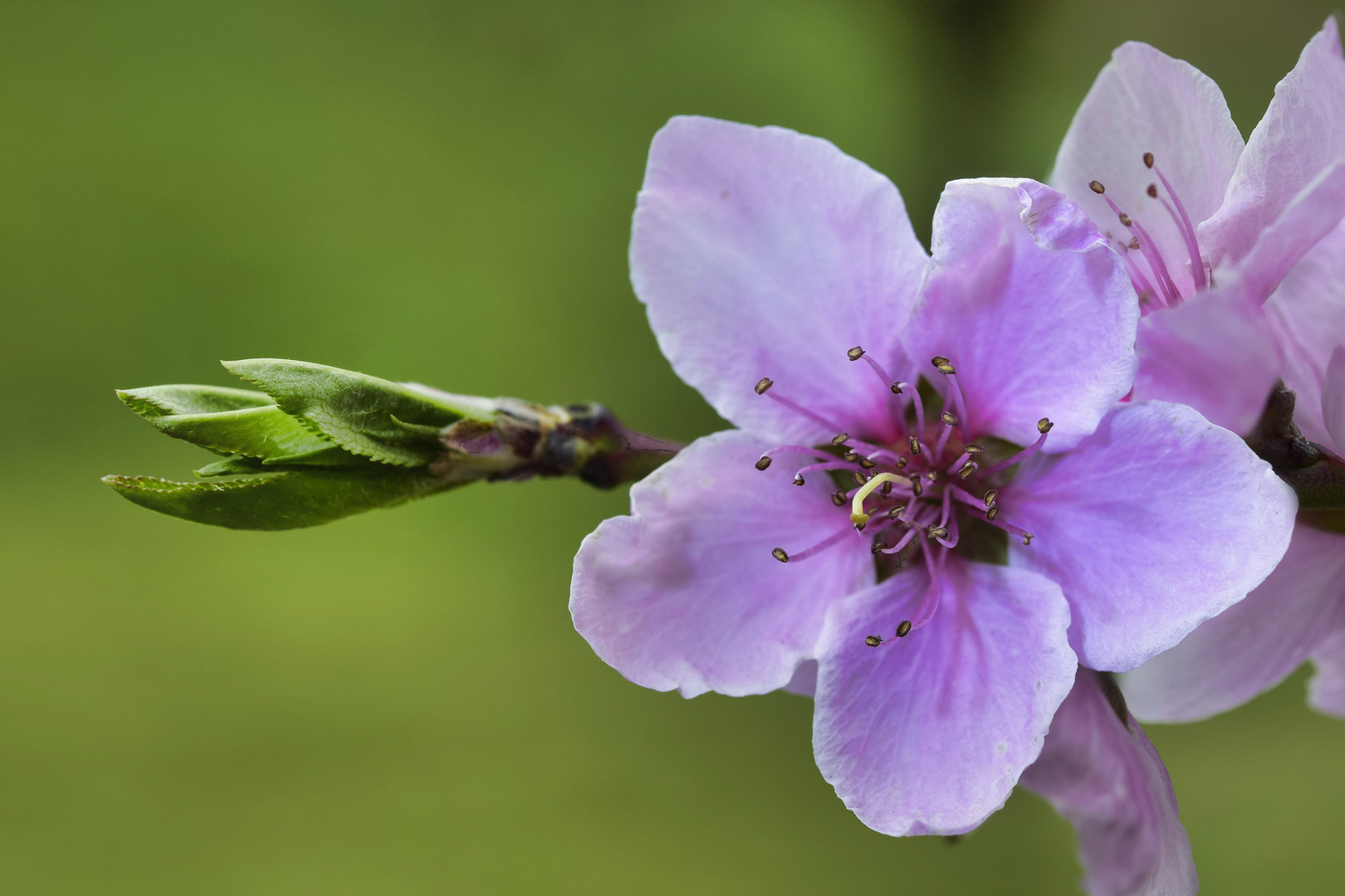 Pfirsichblüte