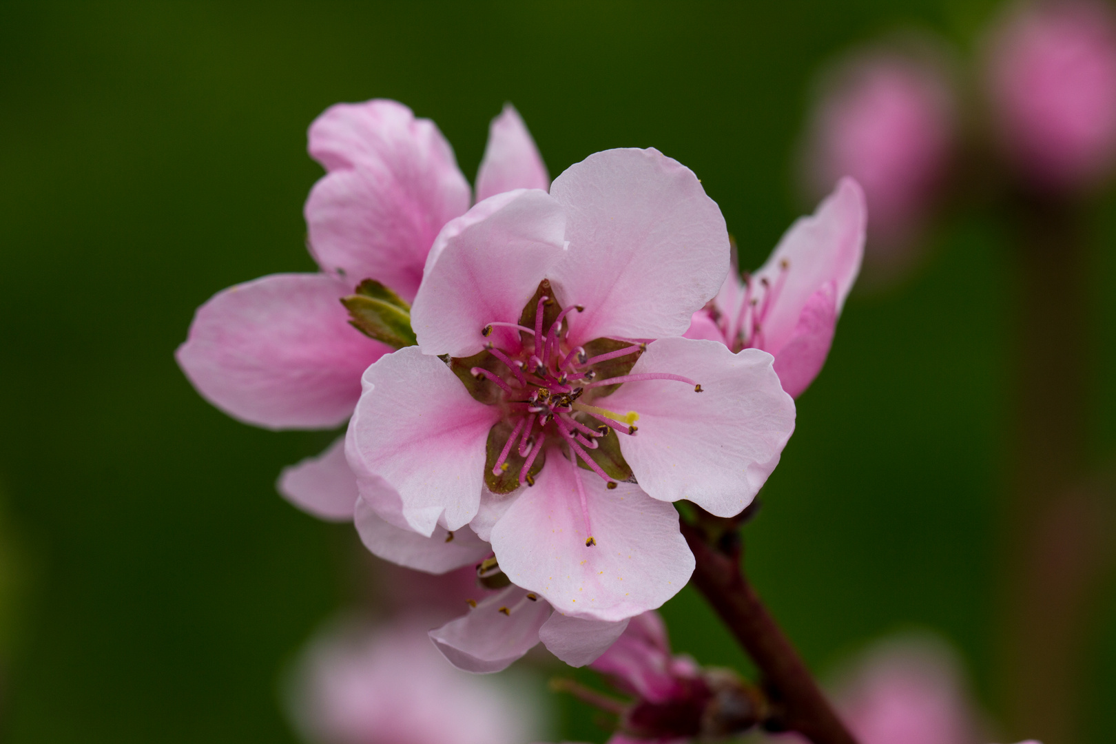 Pfirsichblüte