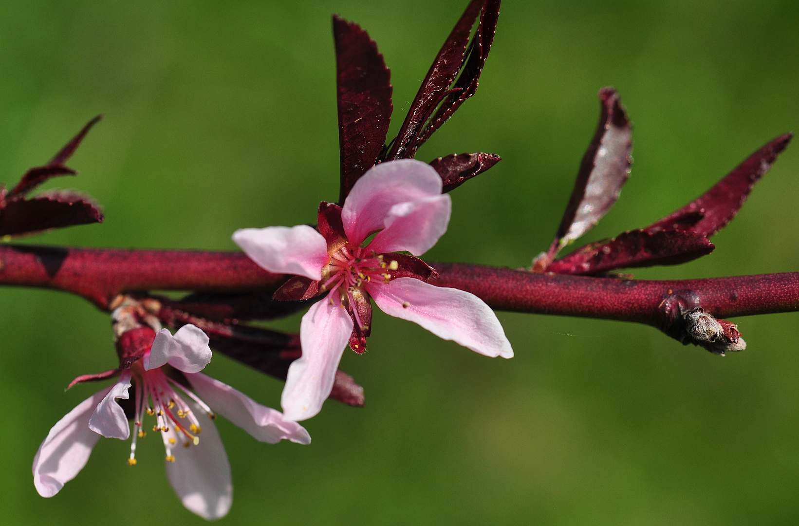 Pfirsichblüte