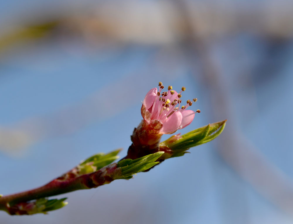 Pfirsichblüte