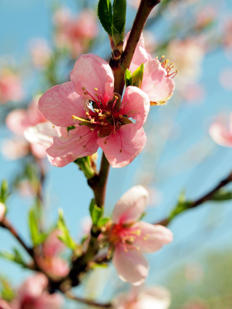 Pfirsichblüte