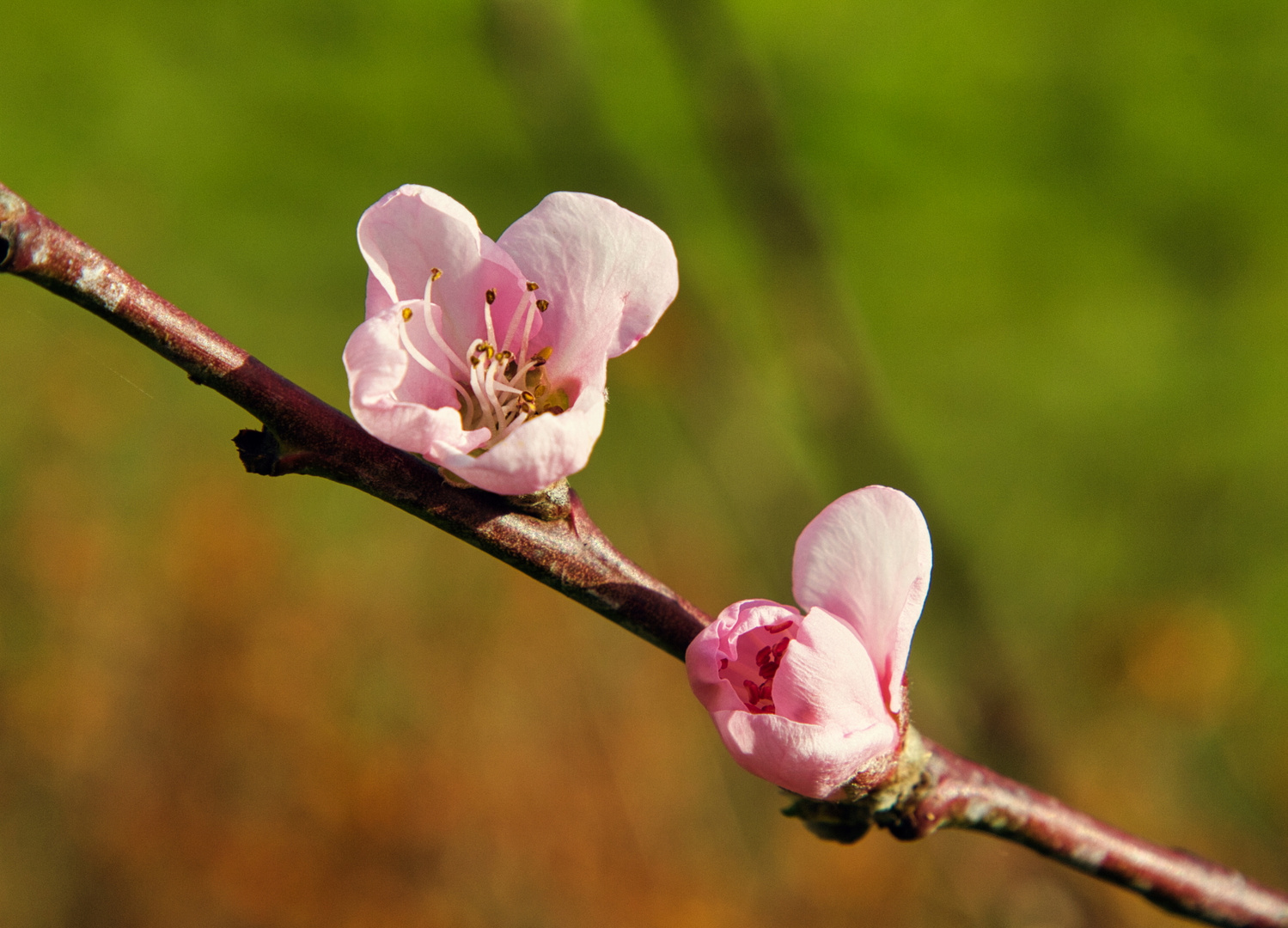 Pfirsichblüte