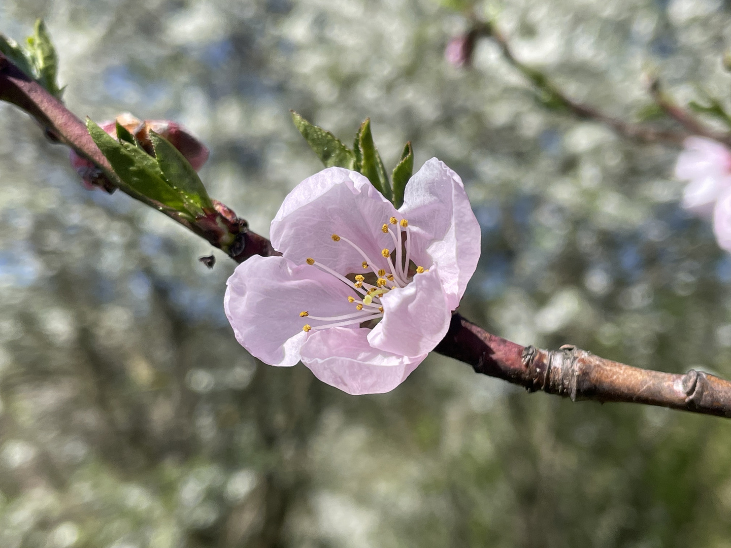 Pfirsichblüte