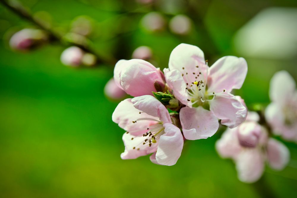 Pfirsichblüte