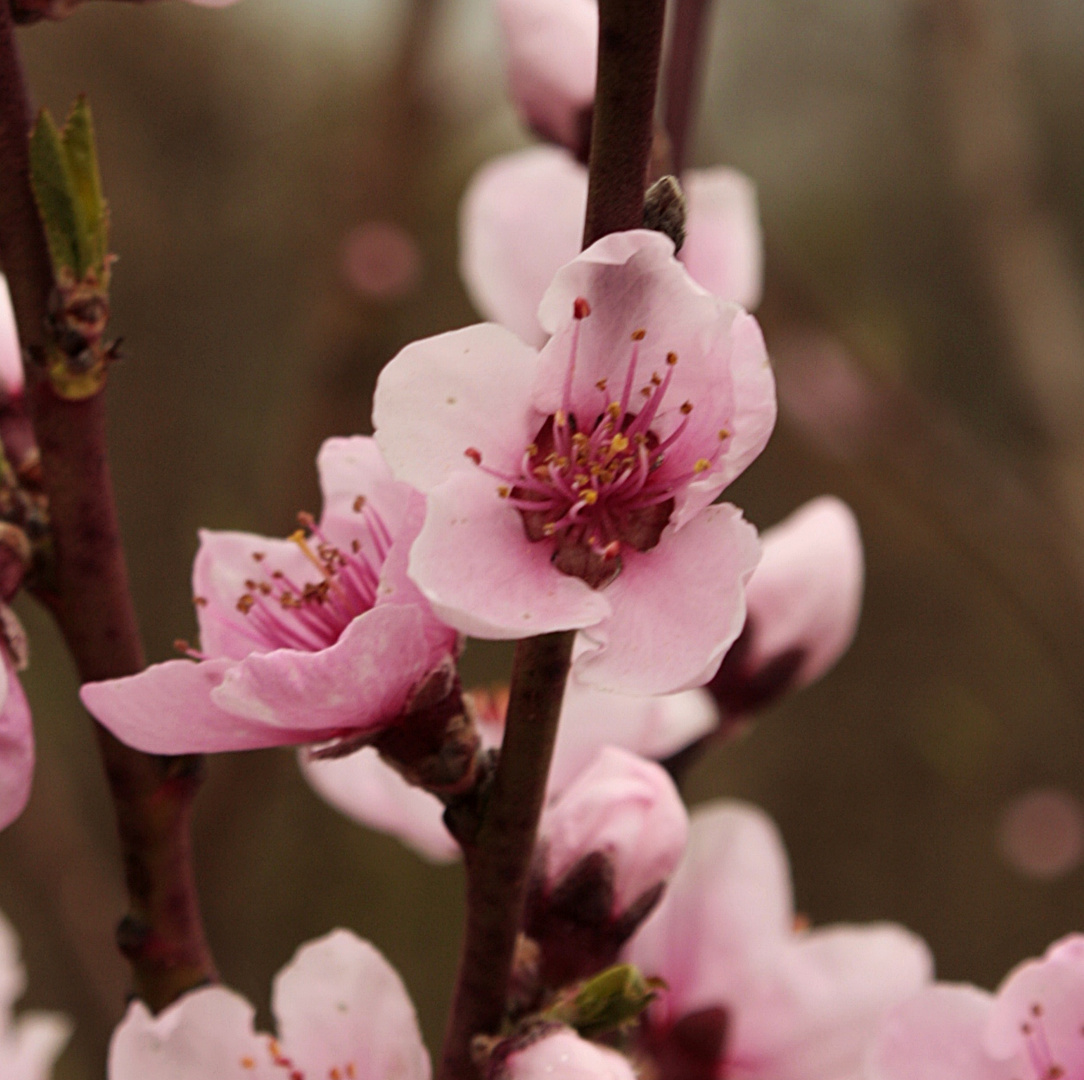 Pfirsichblüte