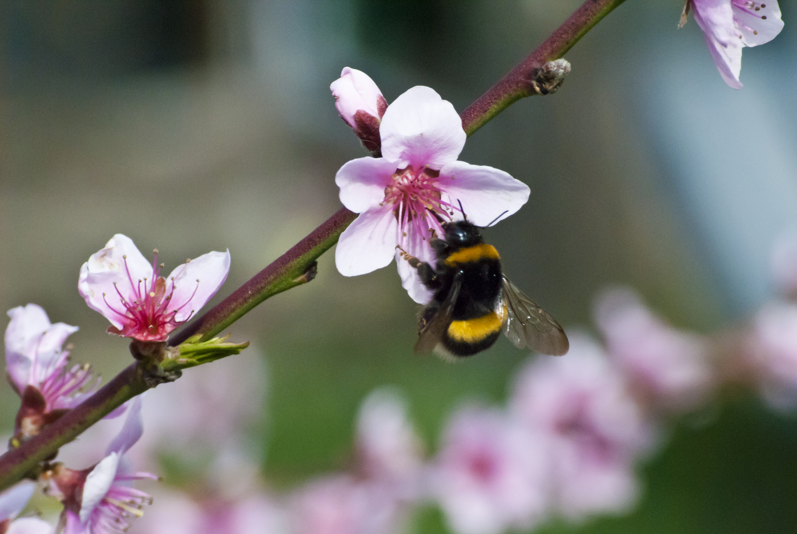 Pfirsichblüte