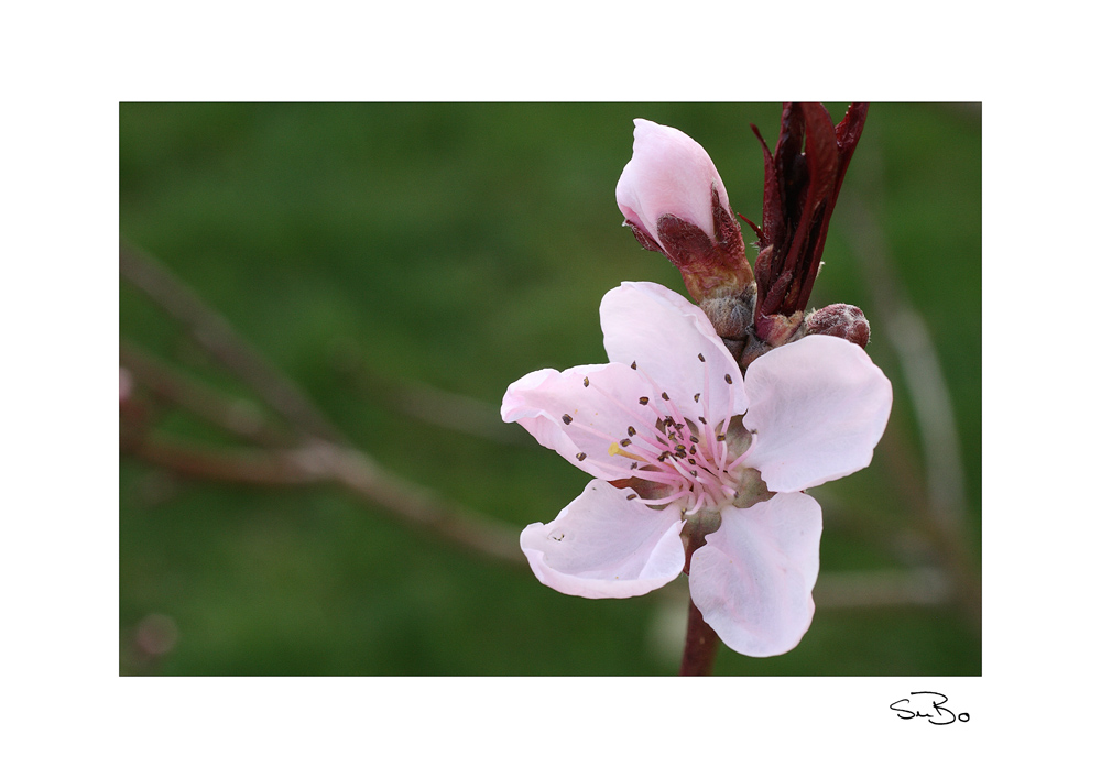 Pfirsichblüte