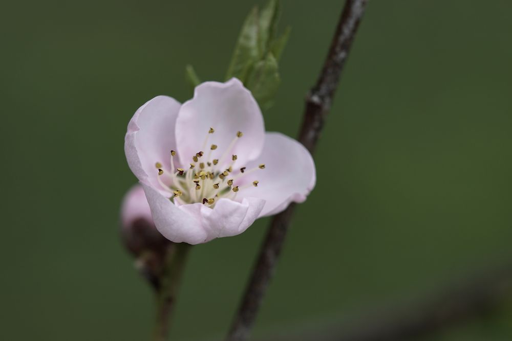 Pfirsichblüte