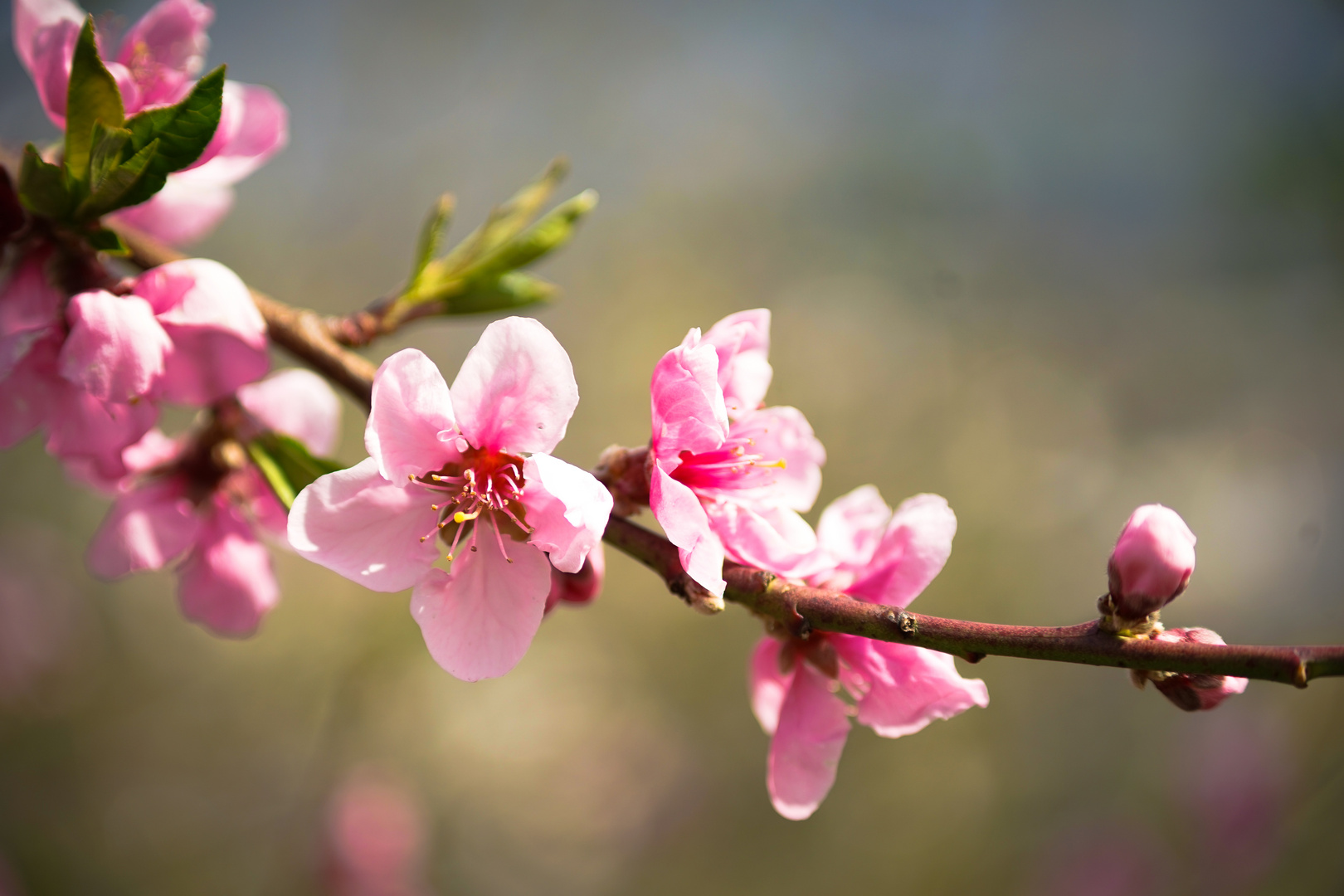 Pfirsichblüte