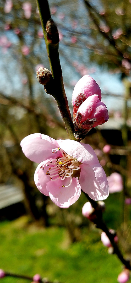 pfirsichblüte