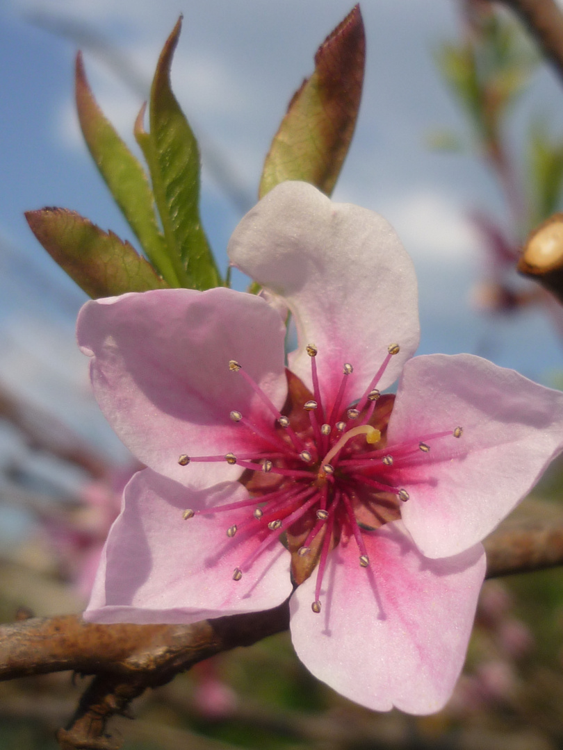 Pfirsichblüte