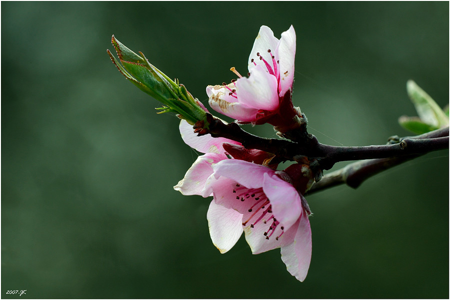 Pfirsichblüte