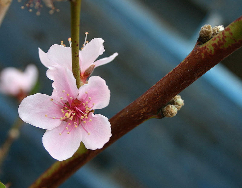 Pfirsichblüte