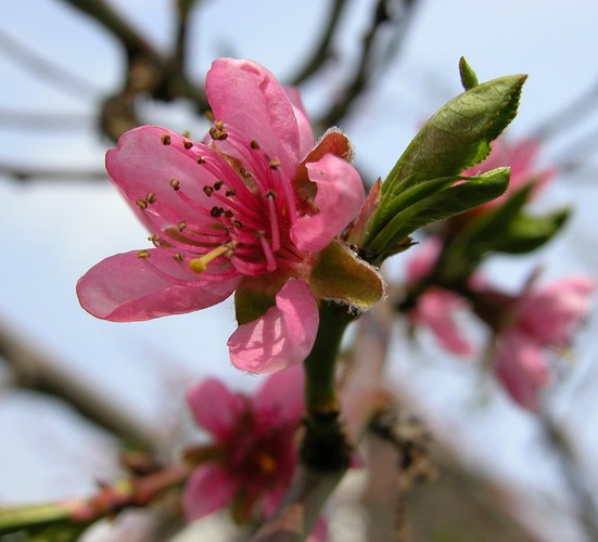 Pfirsichblüte