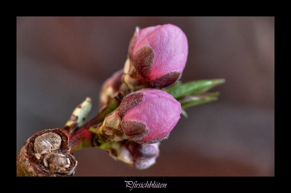 Pfirsichblüte...