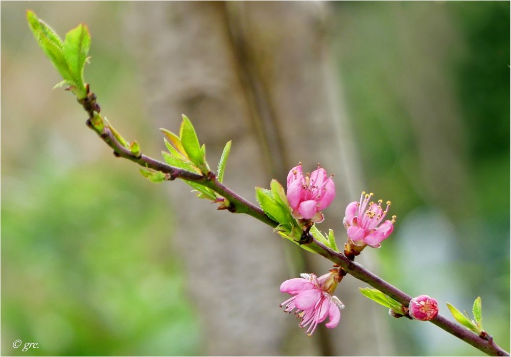 Pfirsichblüte