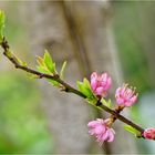 Pfirsichblüte