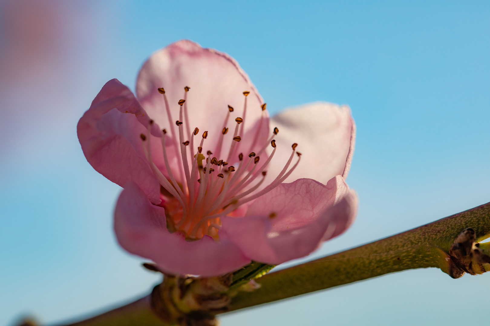 Pfirsichblüte