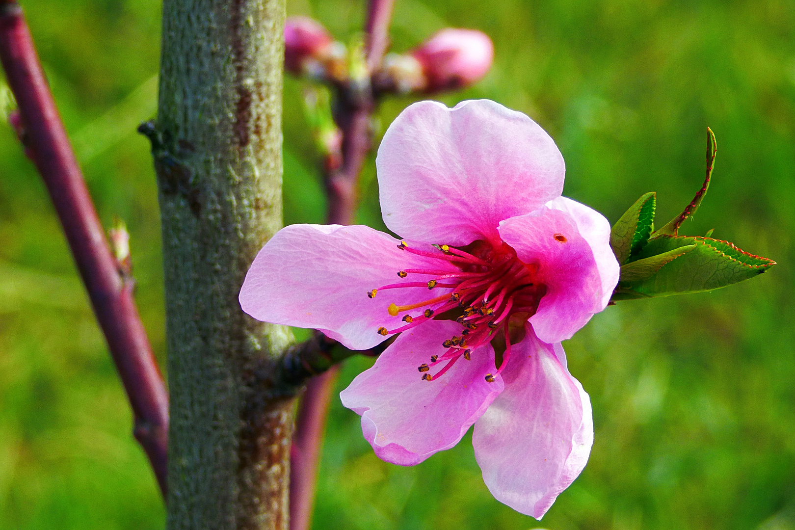 Pfirsichblüte