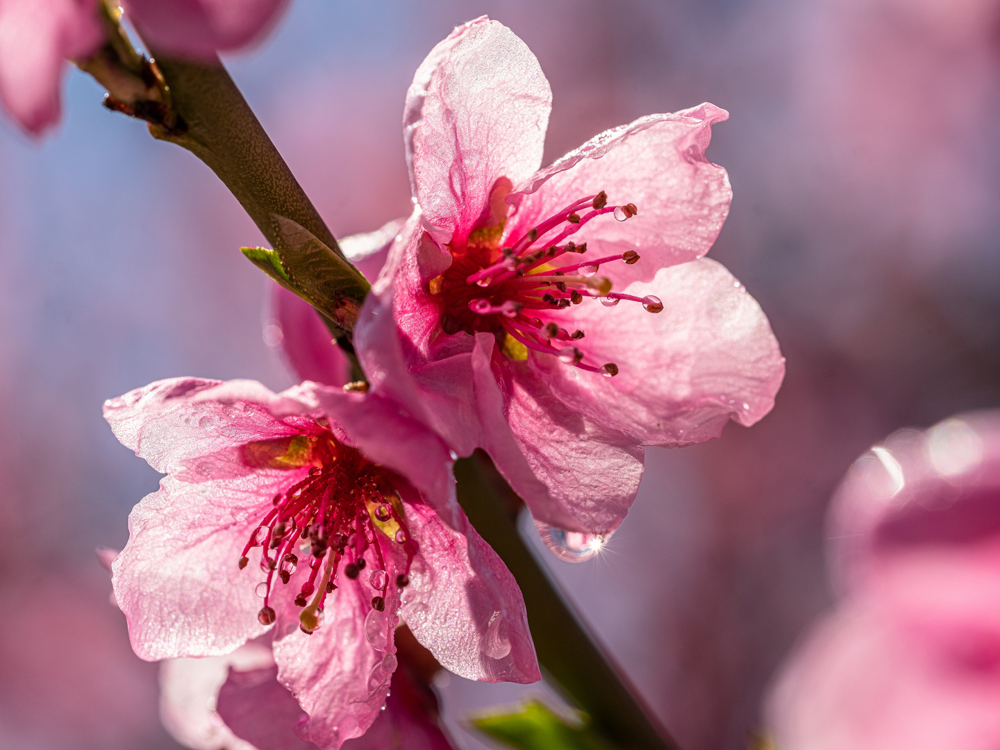 Pfirsichblüte